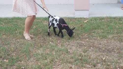 caacc32befe09b311c81a359ecdcfb9ca0af0217